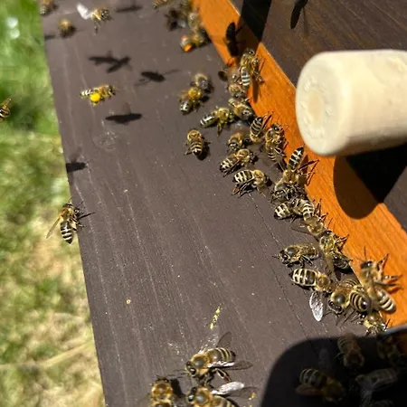 Apidomcek Na Gazdovom Dvore